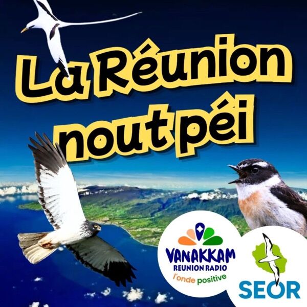 Pochette de Podcast SEOR - La Réunion nout péi